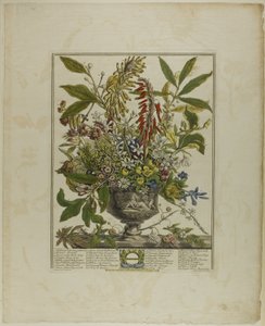 Janvier, des Douze Mois de Fleurs
