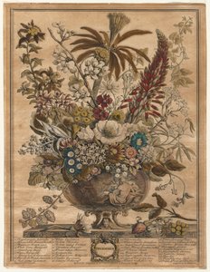 Douze mois de fleurs : Décembre - Henry Fletcher