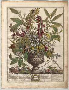 Douze Mois de Fleurs : Janvier