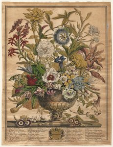 Douze mois de fleurs : Septembre - Henry Fletcher