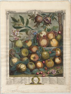 Douze mois de fruits :  Mai - Henry Fletcher