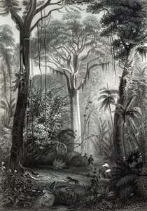 Scène dans une forêt brésilienne gravée par J. Bishop - Henry George Hine
