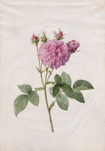 Rose Agatha (Rosa Gallica Agatha) - Henry Joseph Redouté