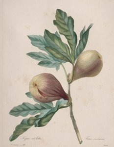 Choix des plus belles fleurs...plus beaux fruits: Figue Violette - Henry Joseph Redouté