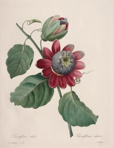 Choix des plus belles fleurs...plus beaux fruits: Passiflore ailée - Henry Joseph Redouté