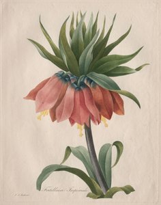 Fritillaire impériale