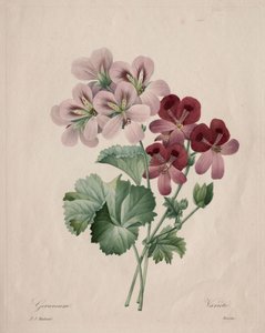 Géranium - Henry Joseph Redouté