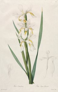 Iris à bandes dorées - Henry Joseph Redouté
