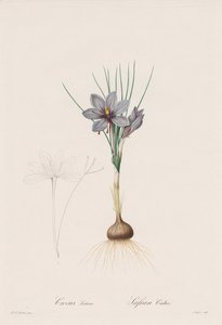 Les Liliacées: Crocus Sativus