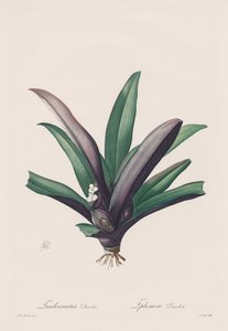 Les Liliacées: Tradescantia discolor - Henry Joseph Redouté