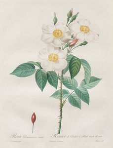 Les Roses : Rosa Damascena, subalba - Henry Joseph Redouté