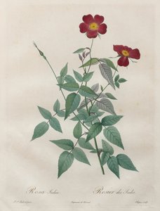 Les Roses: Rosa indica - Henry Joseph Redouté