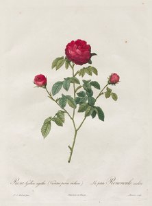 Rose de Provence ou Rose française - Henry Joseph Redouté