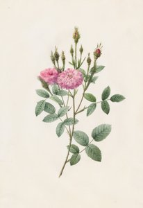 Rosa Pomponiana Muscosa - Henry Joseph Redouté