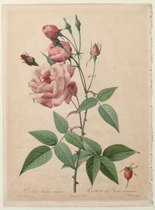 Les Roses : Rose de Chine ou du Bengale - Henry Joseph Redouté
