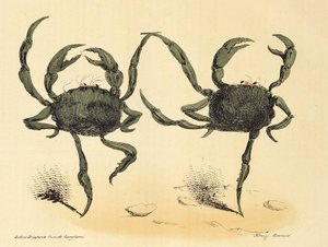 Danse Fantastique de La Caricature, pub. 1831 lithographie, 1831 - Henry Monnier