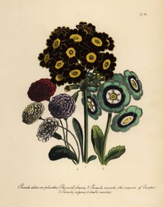 Formosa de Burnard, Primula Elatior Polyanthus, Conquérant de l