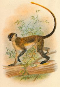 Guenon verte, 1897 - Henry Ogg Forbes