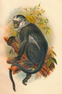 Langur de Hose, 1897 - Henry Ogg Forbes