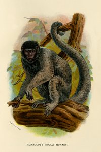 Singe laineux de Humboldt, 1896 - Henry Ogg Forbes