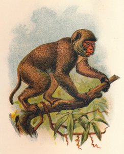 Macaque de Saint-Jean, 1897 - Henry Ogg Forbes