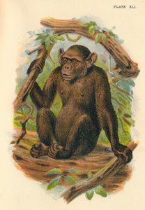 Le Chimpanzé chauve, 1897 - Henry Ogg Forbes