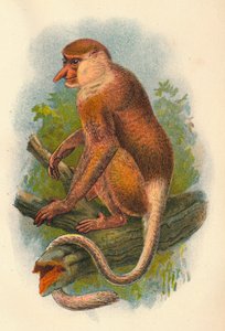 Le singe nasique - Henry Ogg Forbes
