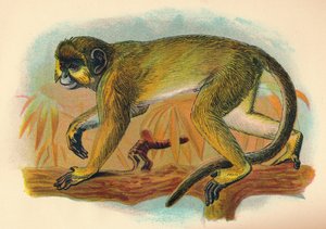 Le Talapoin - Henry Ogg Forbes