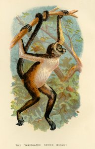 Le Singe-araignée varié, 1896 - Henry Ogg Forbes