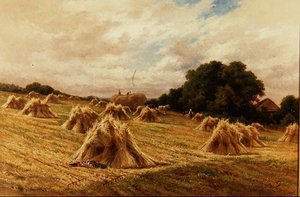 Un champ de maïs dans le Surrey, près de Reigate