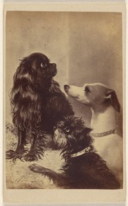 Floss, Daisy  Fairy ; Chiens de Barroness [sic] McClifford. Peint par Mme Pointer.