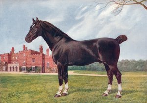 Étalon Hackney Danegelt, vers 1905-1910 - Henry Powell Palfrey