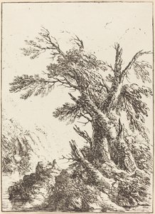 Paysage avec de vieux arbres près de l