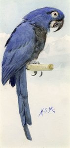 Ara Hyacinthe, vers 1890