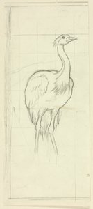 Oiseau debout