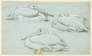 Trois croquis de pélicans - Henry Stacy Marks