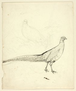 Deux esquisses de faisans (recto) ; Esquisse de faisans et de nu féminin (verso) - Henry Stacy Marks