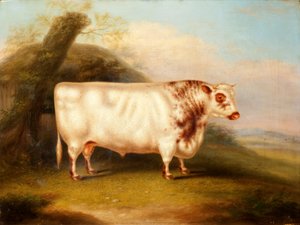 Harlsonia (Taureau Shorthorn), vers 1855