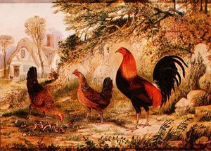 Coq, Poules et Poussins