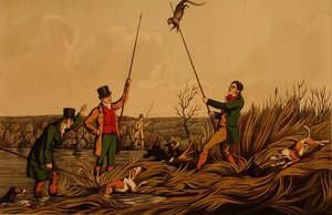`Harponnage de la loutre