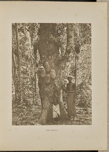 Fruits de Jak - Henry W. Cave