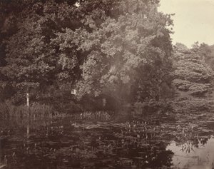 [Étang dans un parc, Surrey] - Henry White