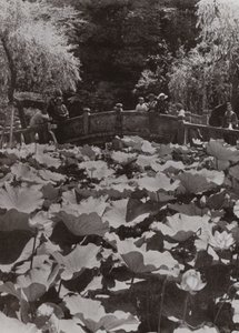 Un Étang de Lotus - Herbert Ponting