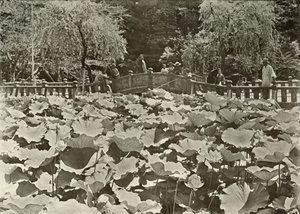 Un étang de lotus, 1910 - Herbert Ponting