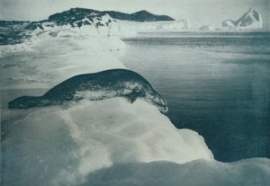 Un phoque de Weddell sur le point de plonger, c1911 - Herbert Ponting