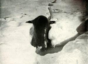 Un phoque de Weddell montant sur la glace, novembre 1911, 1913 - Herbert Ponting