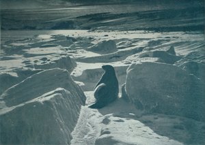 Un phoque de Weddell sur la plage, vers 1911, 1913 - Herbert Ponting