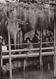 Une tonnelle de glycine à Kameido - Herbert Ponting