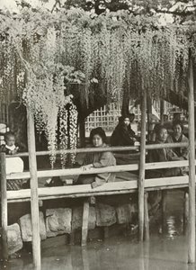 Une tonnelle de glycine à Kameido, 1910 - Herbert Ponting