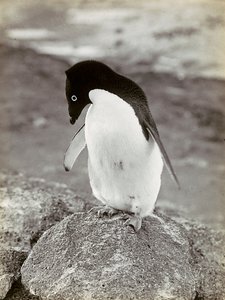 Un pingouin en Antarctique - Herbert Ponting